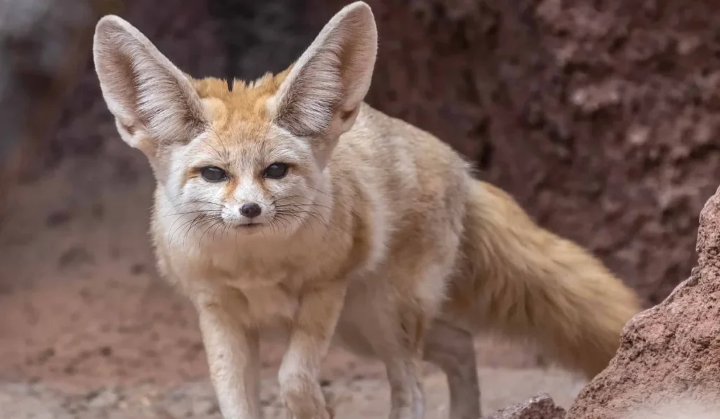 Fennec Fox