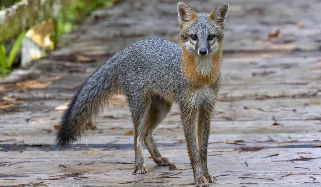 Gray Fox